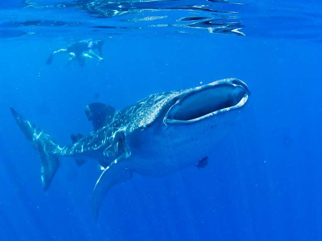 whale shark mayan riviera tour
